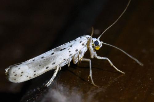 Réf. 325 821 : Yponomeuta irrorella